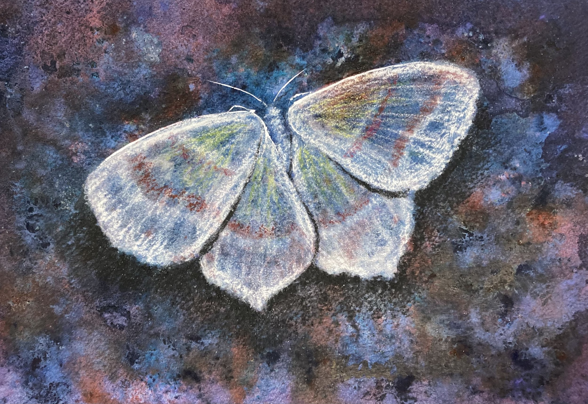 MOTH-Y TRANSLUSCENCE