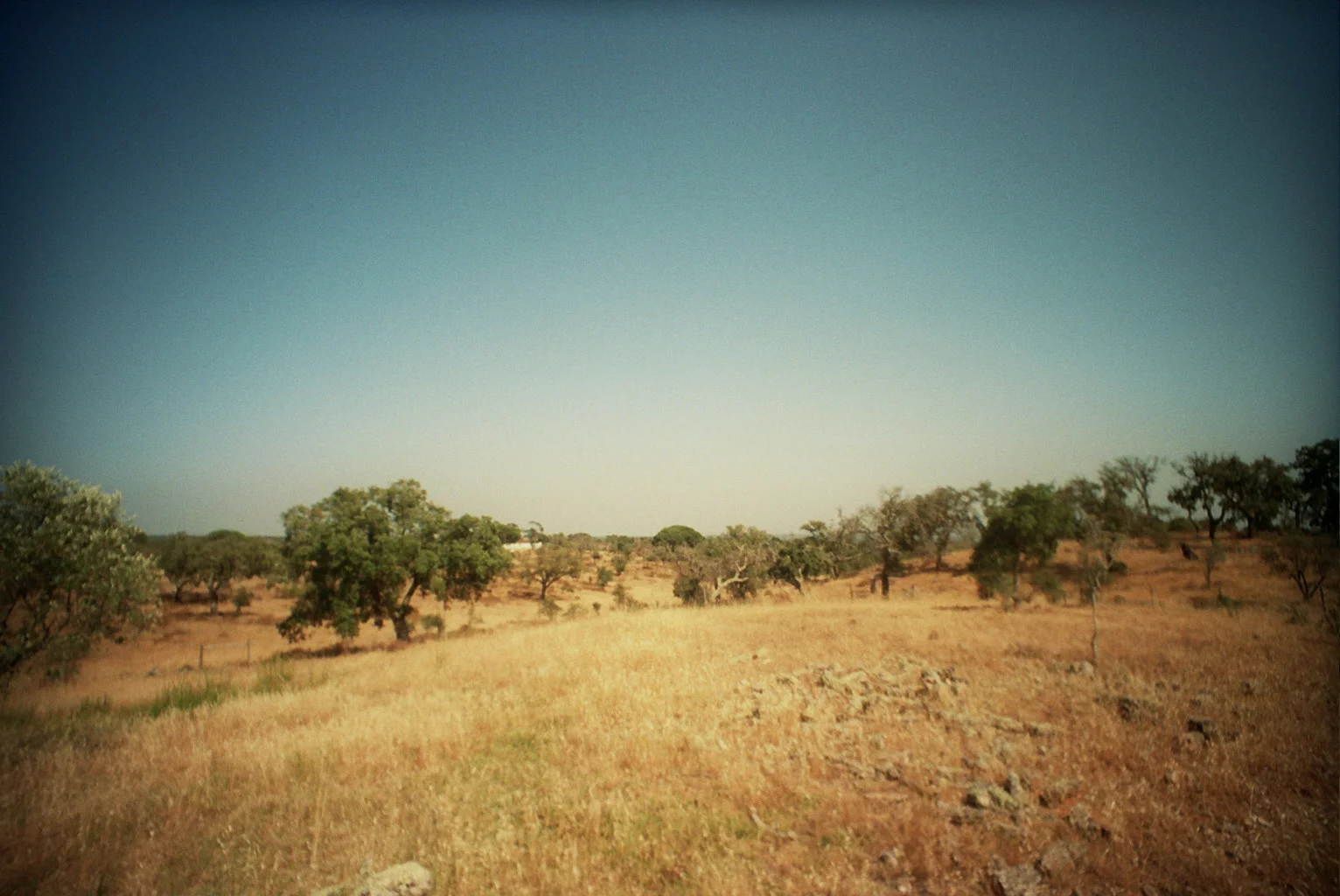 Jardim