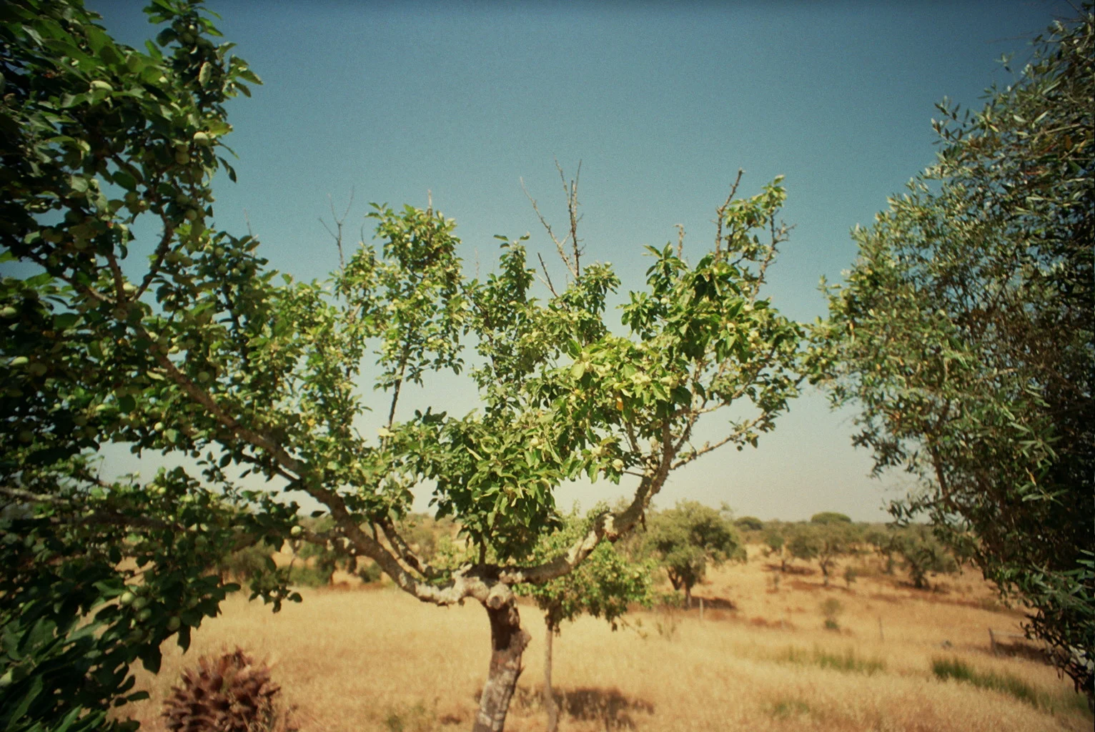 Casa do Joaõ