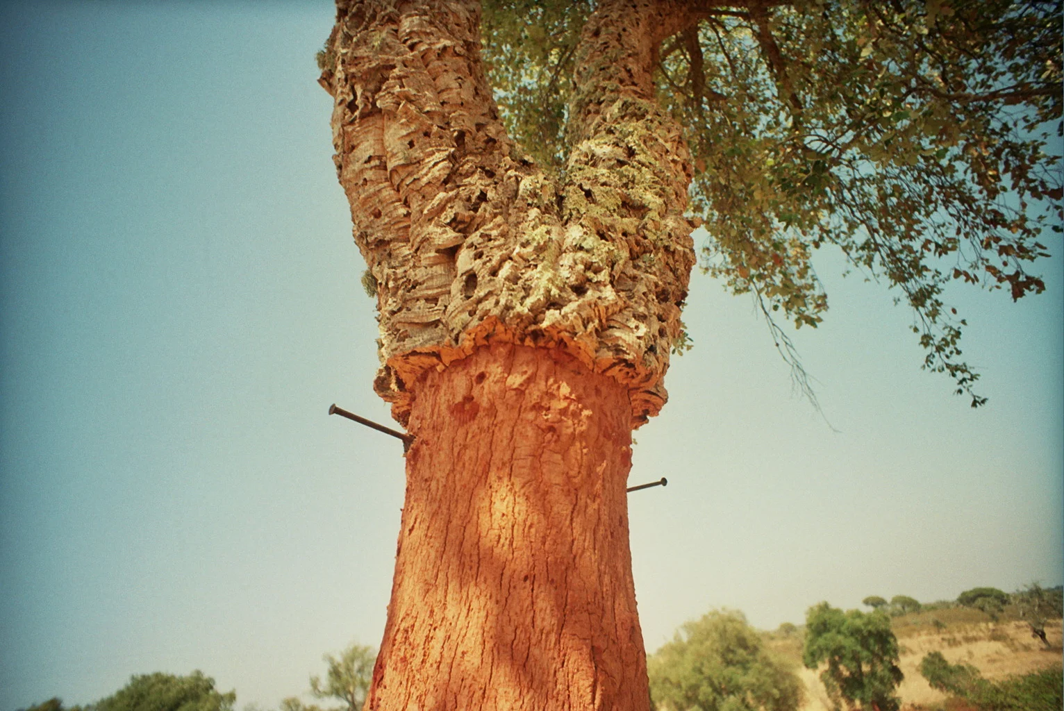 Cork