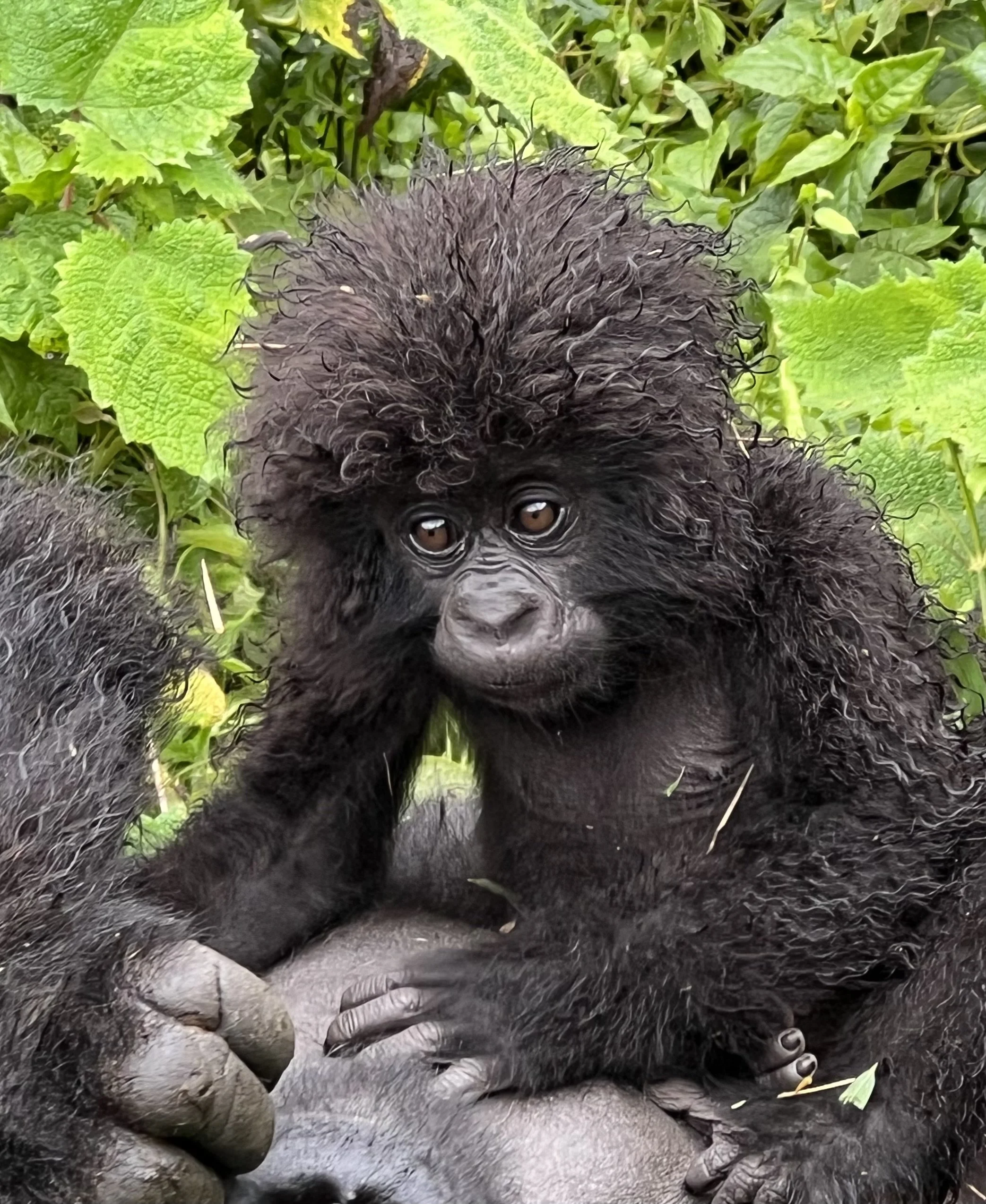Trip of a Lifetime: Trekking with Gorillas in Rwanda, Africa