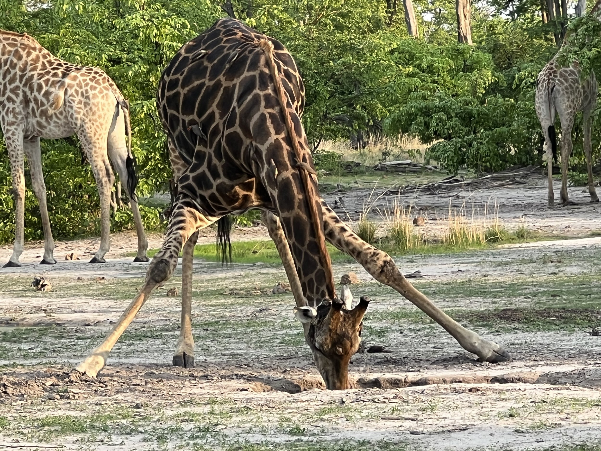 Giraffe Safari.jpeg