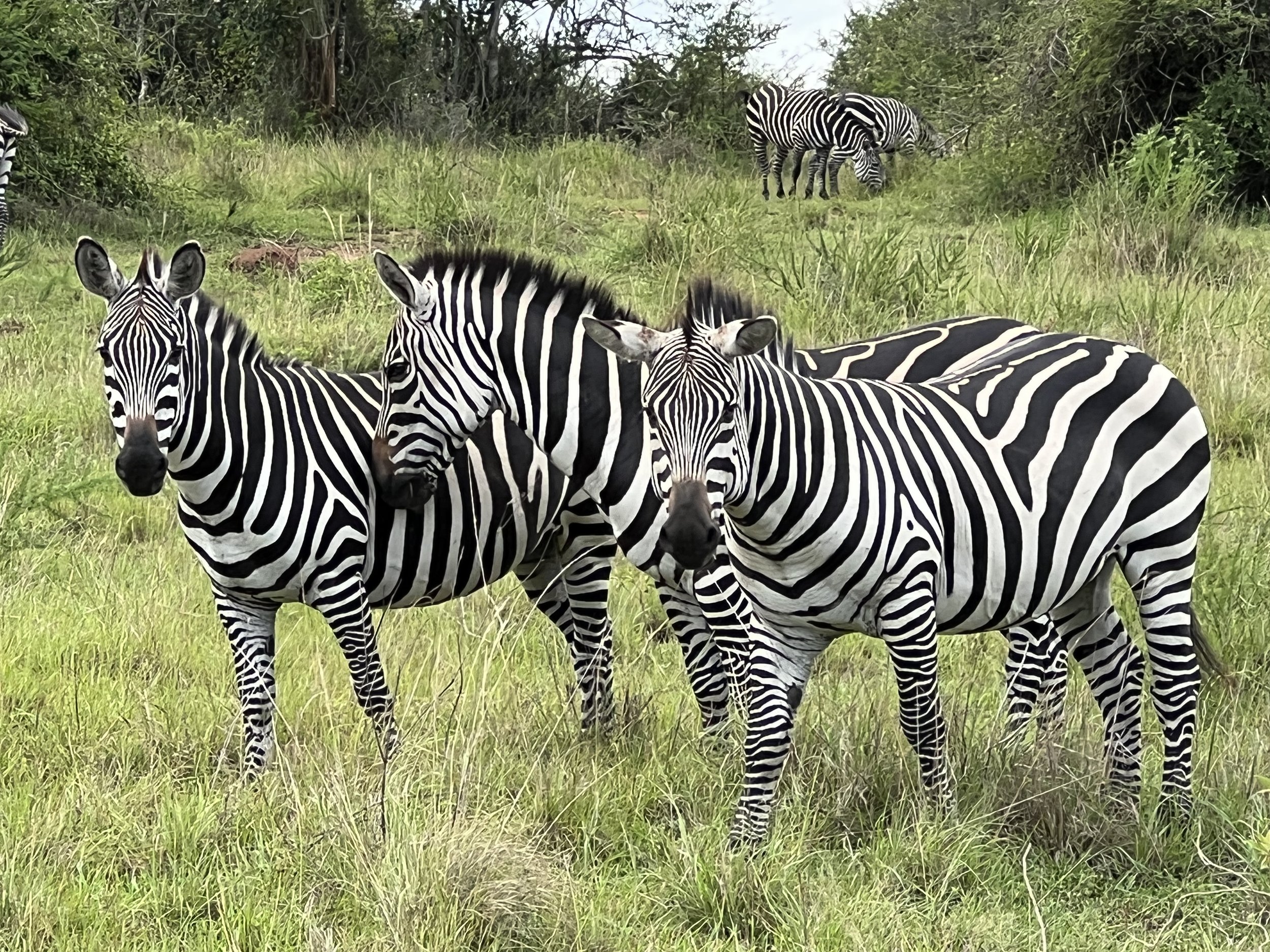 Zebras Safari.jpeg