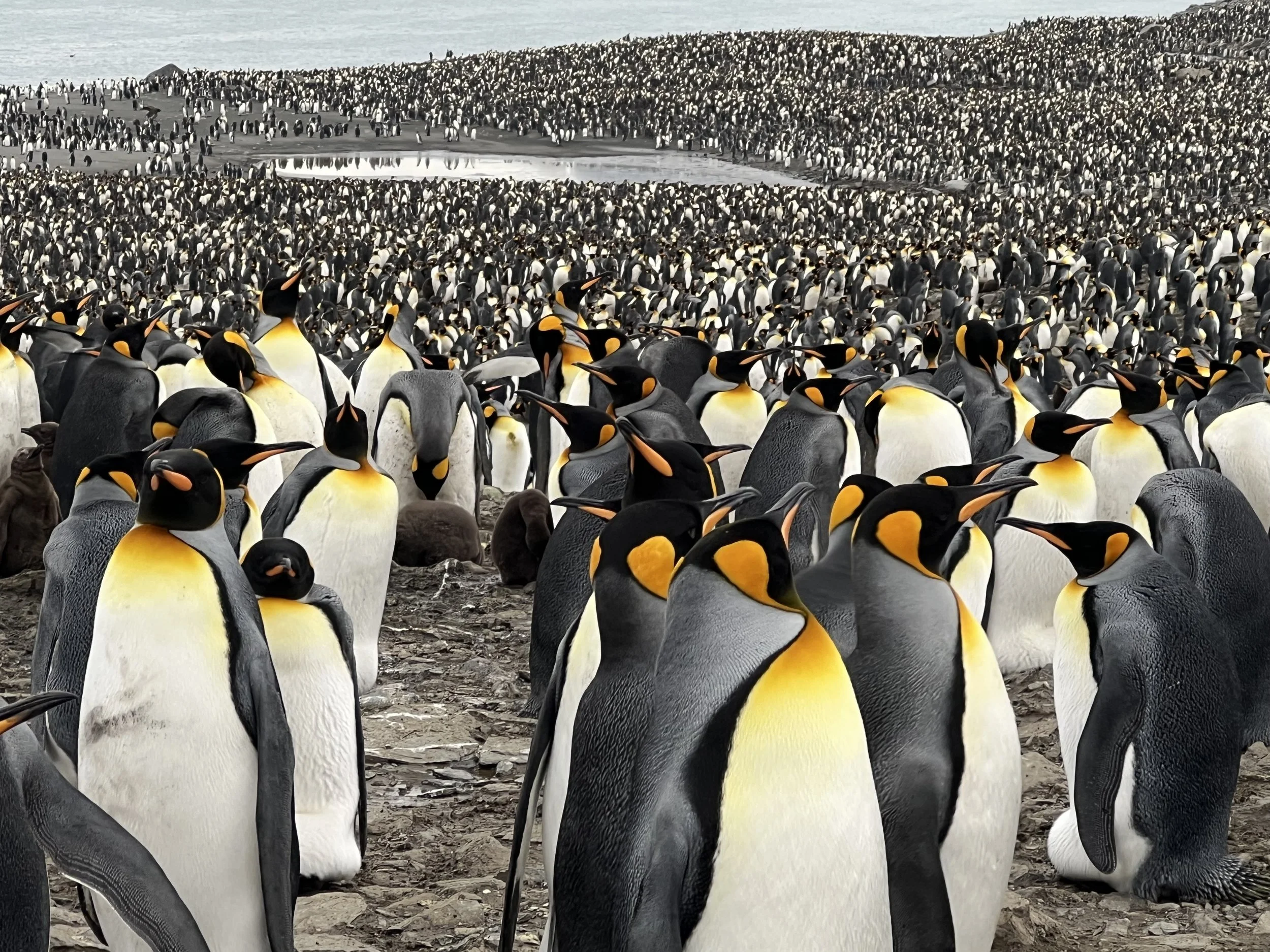 A Penguin & Nature Lover's Paradise - S. Georgia Island & Antarctica