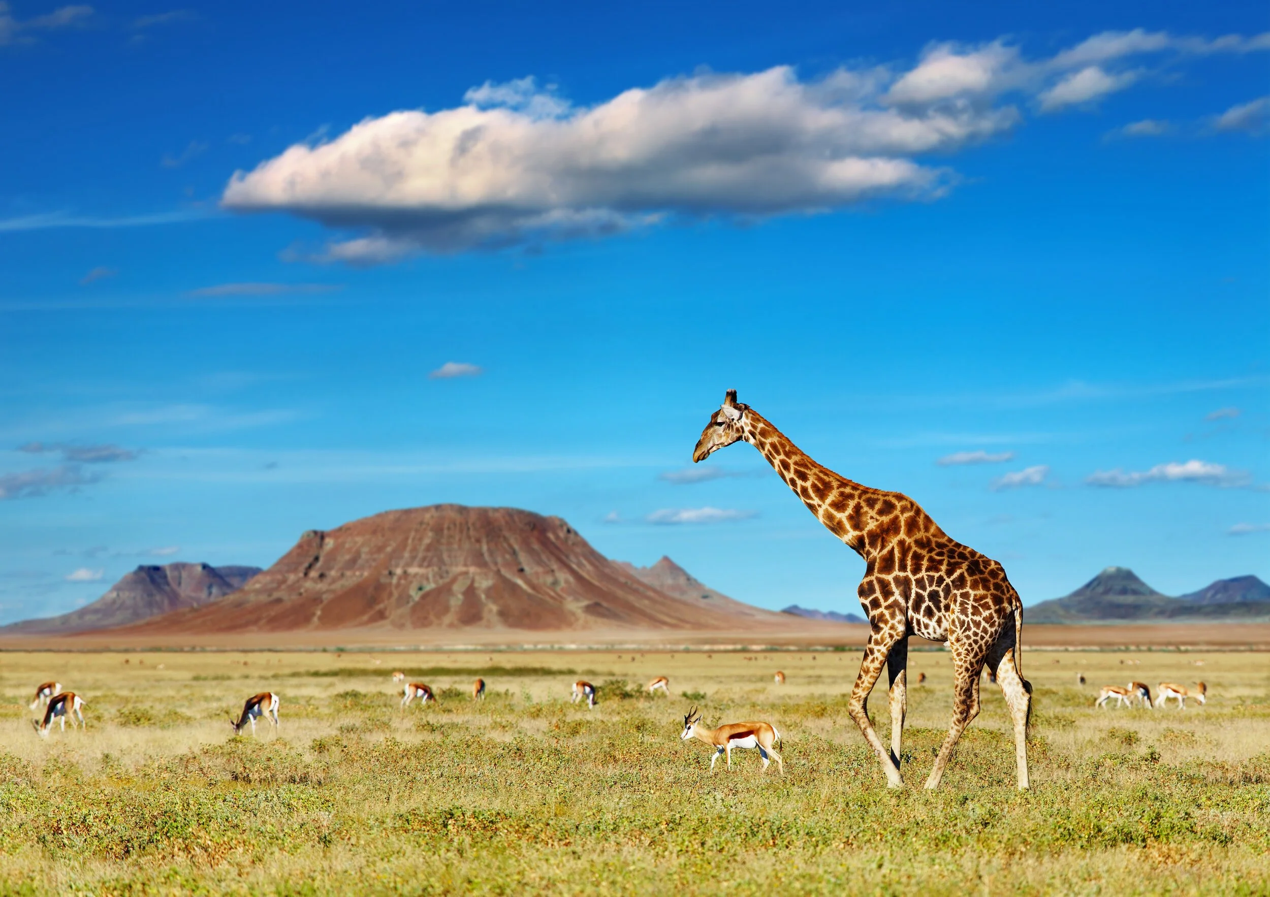 Africa-Giraffes.jpeg