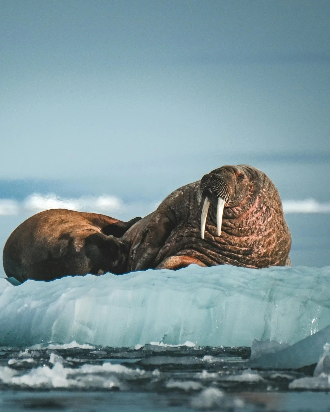 Every trip is a chance to meet the wild locals. 🐘🐧 This year I&rsquo;ve watched polar bears roam, walrus nap on ice, and even spotted pink dolphins, and this November I&rsquo;m off to Africa for my 4th safari!

Choosing conservation-focused travel 