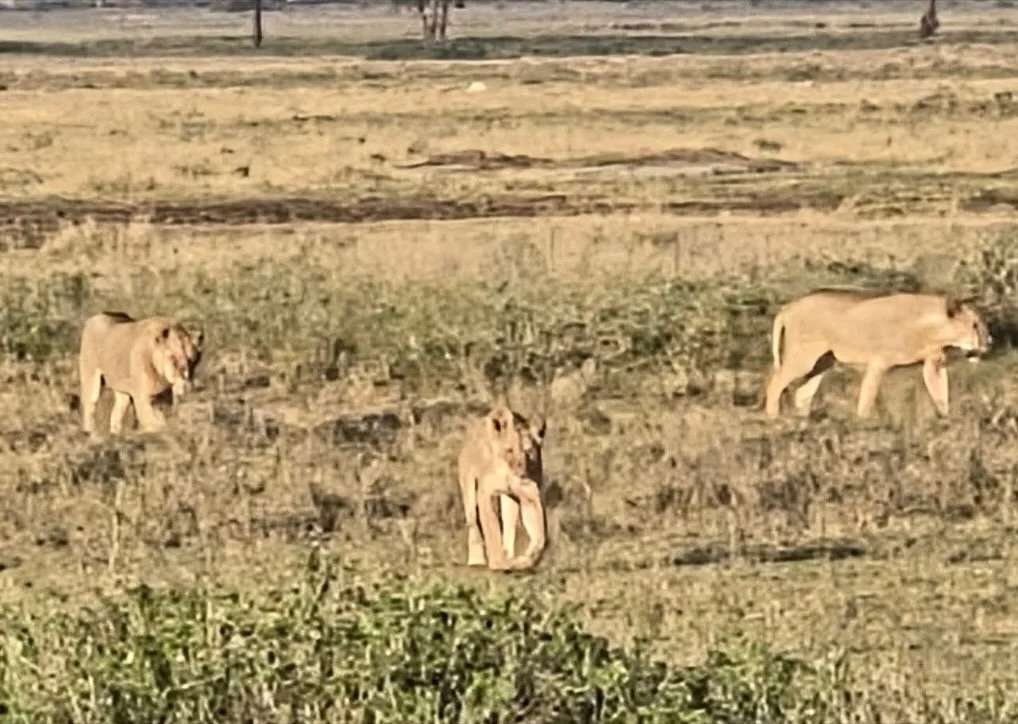 Another magical day in Amboseli. Once again, we were spoiled with waking up to those breathtaking, postcard-perfect views of Mount Kilimanjaro, right from our room.

Out on our game drive, we were treated to more of Amboseli&rsquo;s most iconic resid