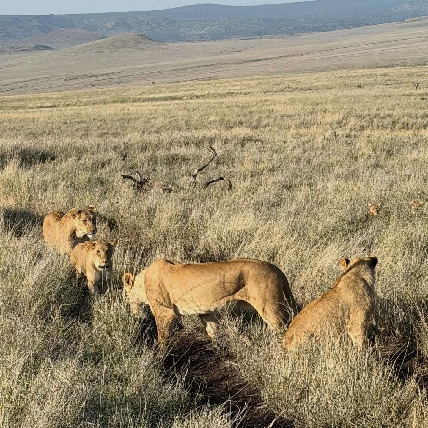 Lewa Wildlife Conservancy &mdash; sunrise to starlight. ✨🦒🦁🦏

Lewa continues to impress with its wildlife and conservation. Our morning started with 14 giraffes grazing on the hillside as we sipped our coffee from the deck. Once our game drive beg