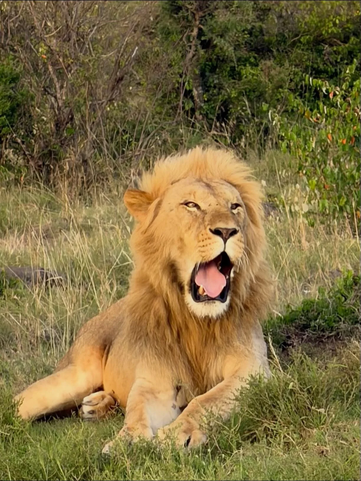 After our balloon ride, our afternoon was filled with many more lion sightings and some beautiful giraffes. Plus a great sunset! Every day is truly magical! #MaasaiMara #LuxurySafari #lions #MicatoSafaris #magicalsafari #AfricanWildlife #luxurytravel
