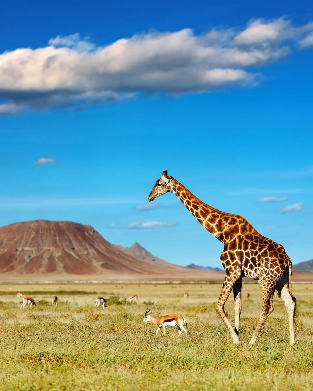 There are some journeys that stay with you forever - and for me, Africa is one of them. The vast landscapes, breathtaking wildlife, and warm, welcoming people make it one of the most awe-inspiring places on Earth. 

This November 7, I returned to one