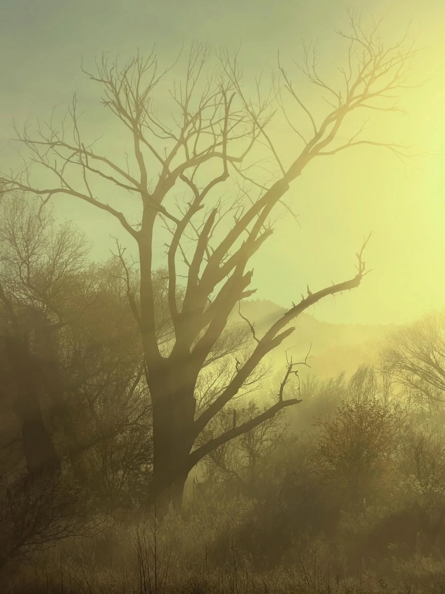 Beautiful morning at Deadhorse state park. Cold when we got there and lots of mist on the lagoons, but those gave way to bright blue skies! Then some exploring around Jerome, including the new Skullatorium, which contains 1500 real skulls, representi