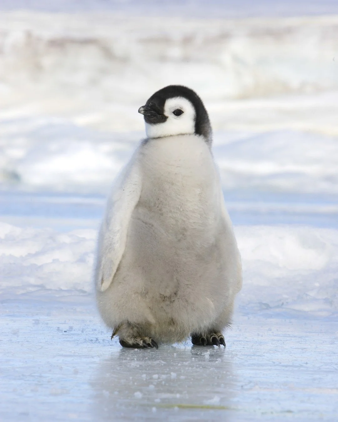 Tomorrow is Penguin Awareness Day; a reminder of some of the most endearing and resilient wildlife on our planet. While Antarctica often gets the spotlight, penguins can also be found in places like South Georgia, Patagonia, South Africa, New Zealand