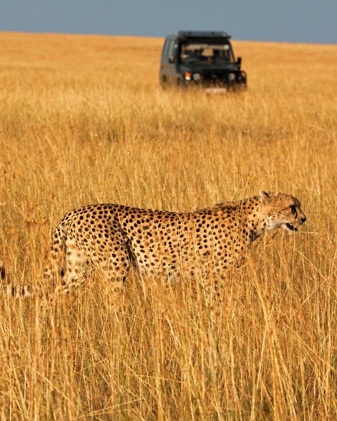 Some of the world&rsquo;s most unforgettable journeys happen during peak travel seasons, and that magic comes with very limited availability. From African safaris timed with the Great Migration, to Antarctica and sub-Antarctic expeditions, cherry blo