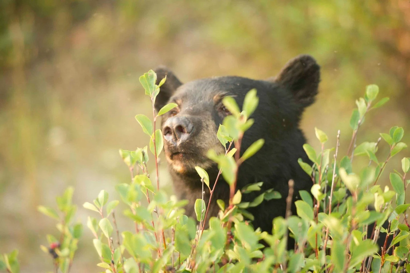 Rocky Mountaineer&rsquo;s Canadian train journeys offer some wonderful wildlife viewing opportunities, right from the comfort of the glass-dome coaches. Among other creatures, bighorn sheep 🐏, bald eagles 🦅, grizzlies, and black bears bear🐻 are co