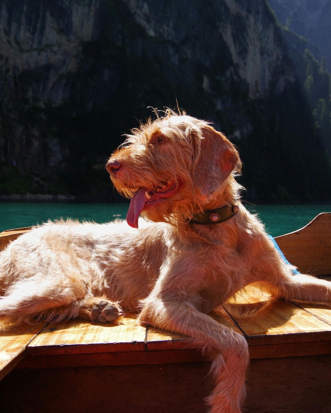 Today, on Love Your Pet Day, it's a great reminder that caring for your pet means planning travel that works for everyone. From pet-friendly escapes to seamless, worry-free getaways with trusted care at home, thoughtful planning lets you travel knowi
