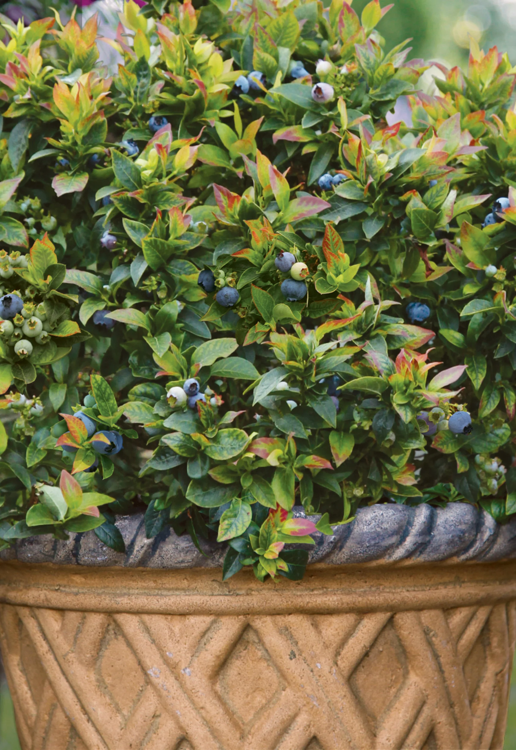 Jelly Bean&reg; &mdash; Bushel and Berry&reg;