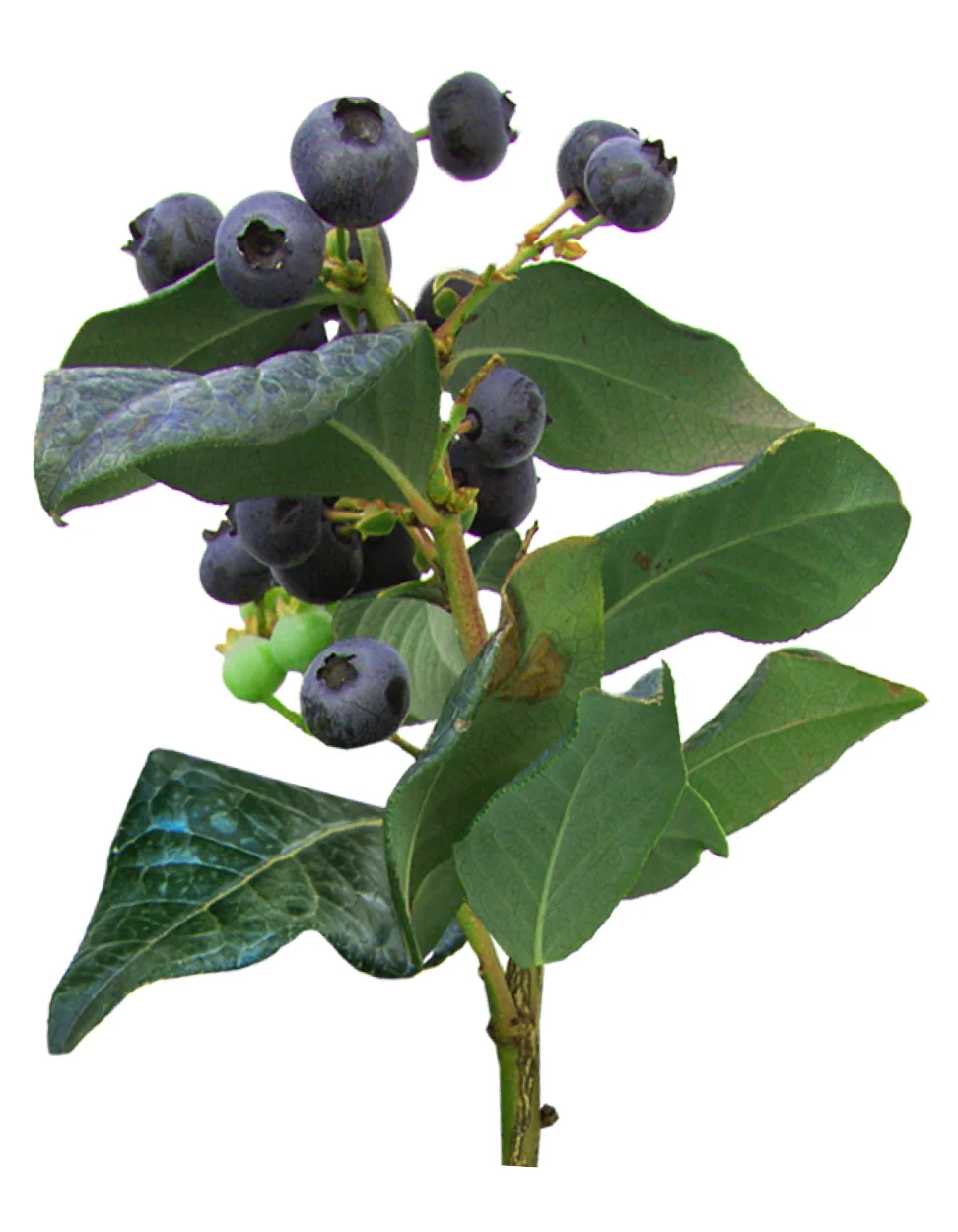 'Perpetua'