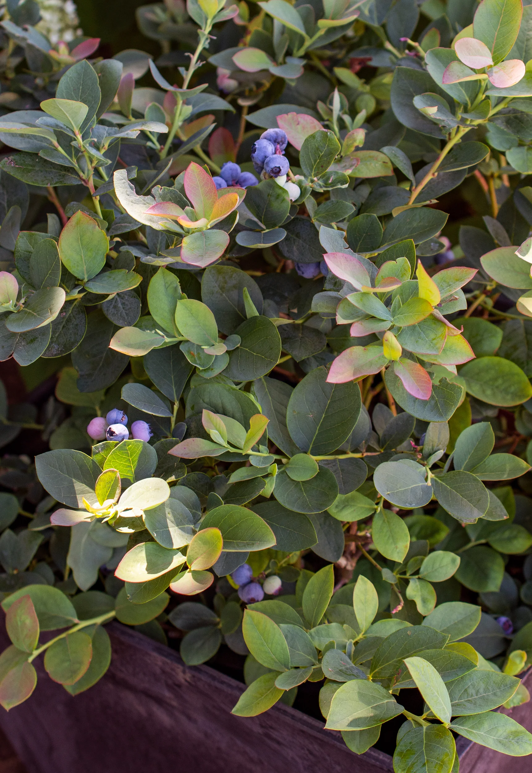 BBwebsite_Inset-37.jpg