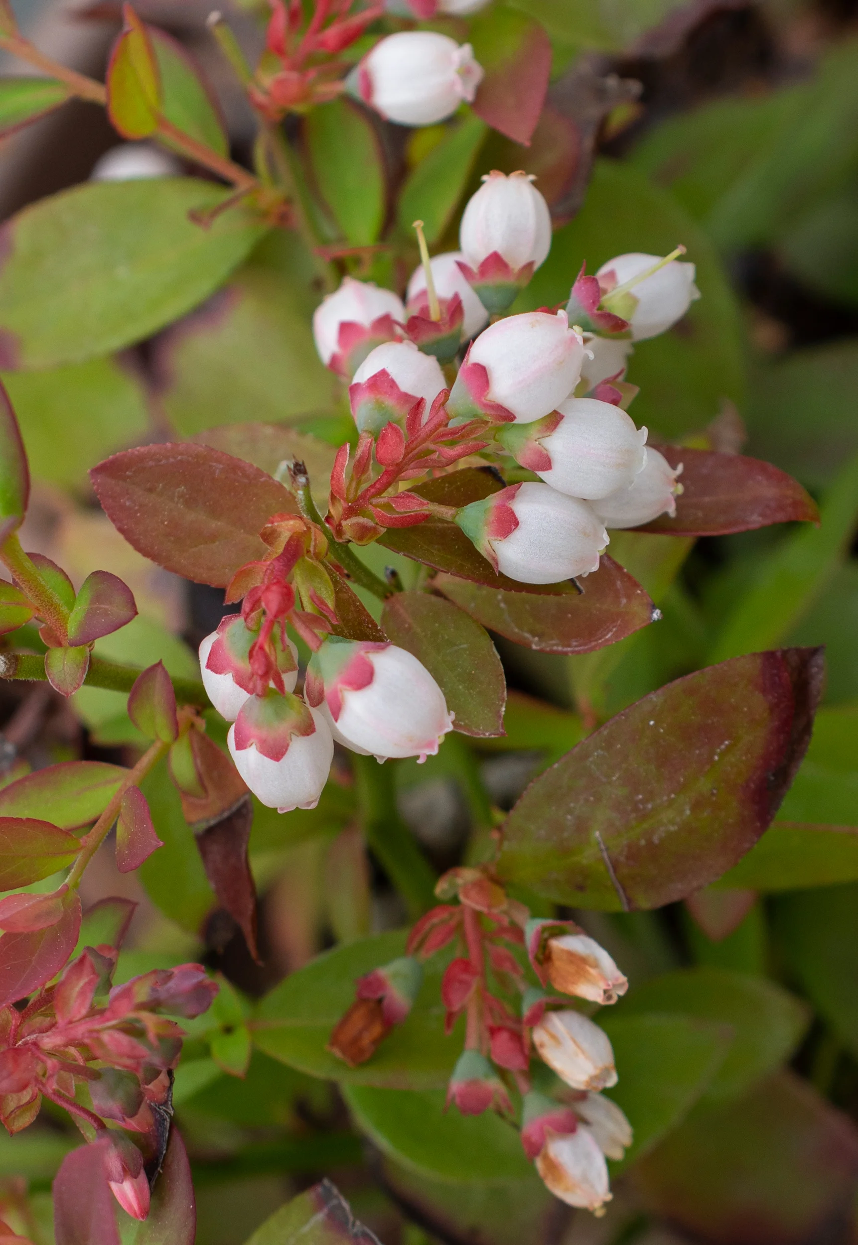 Sapphire Cascade Bushel And Berry 
