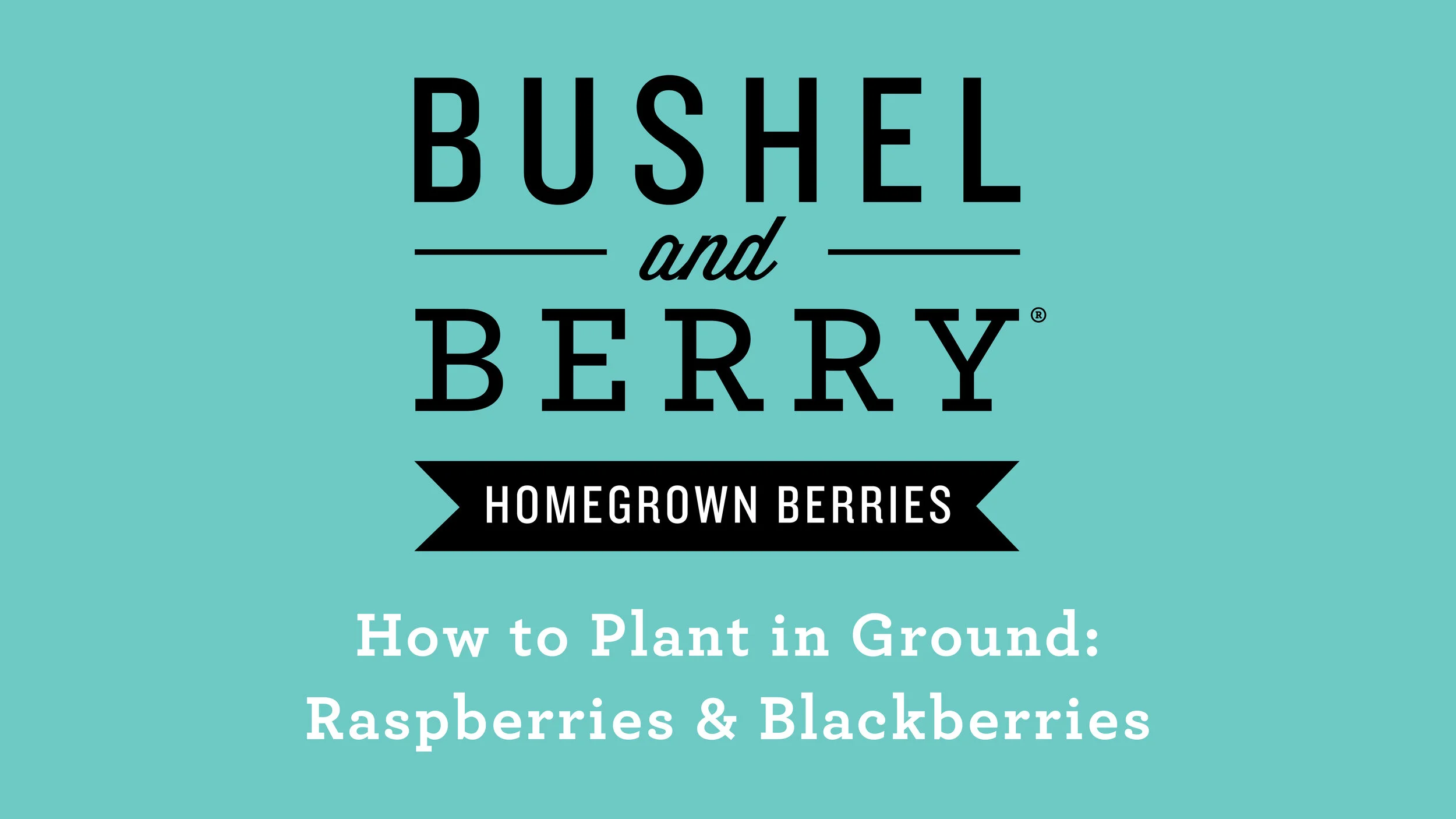 Blackberry Planting & Care — Bushel and Berry®