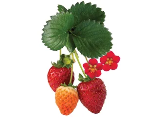 Scarlet Belle™ Strawberry — Bushel and Berry®