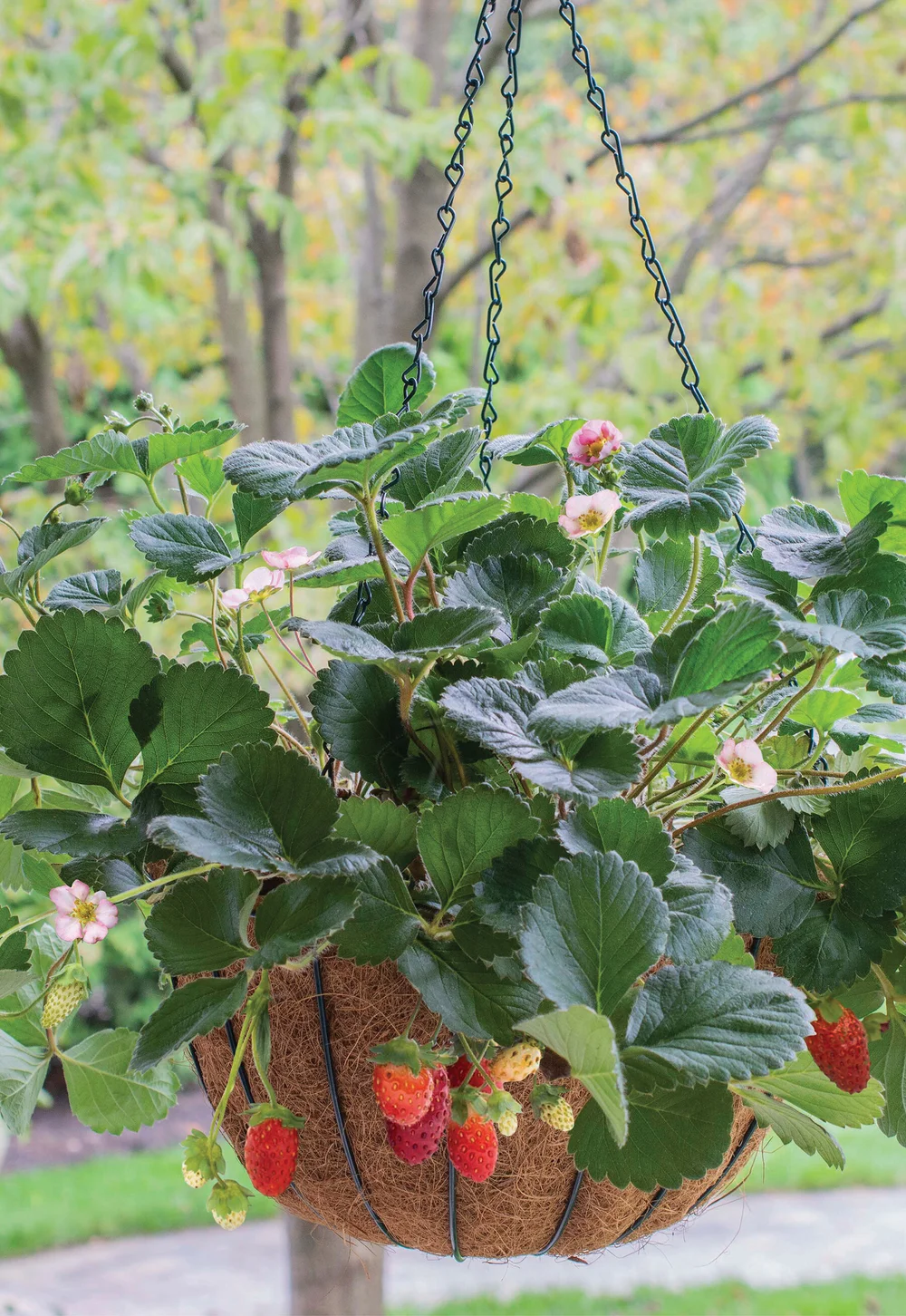 Rosy Belle Strawberry  Bushel and Berry