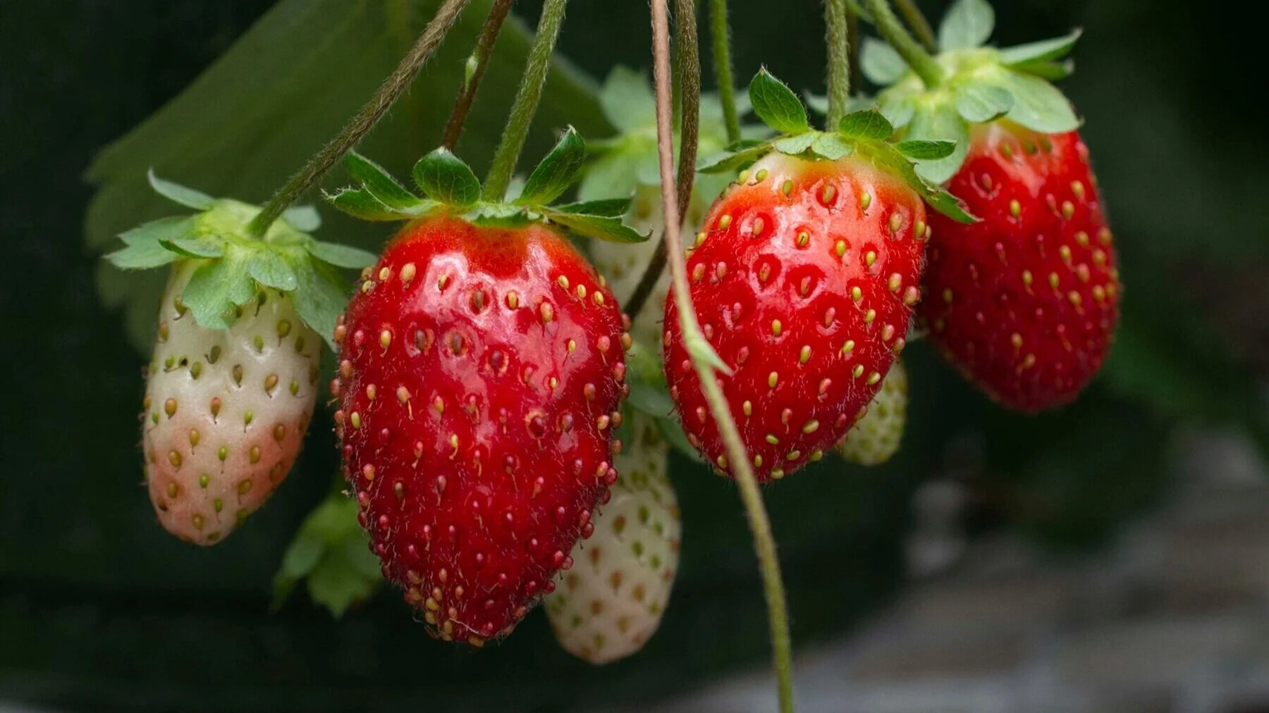 Strawberry_Berries_008.jpg