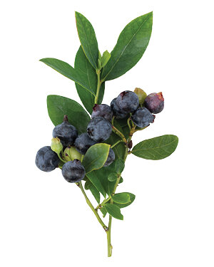 The Collection Bushel And Berry The Collection Bushel And Berry
