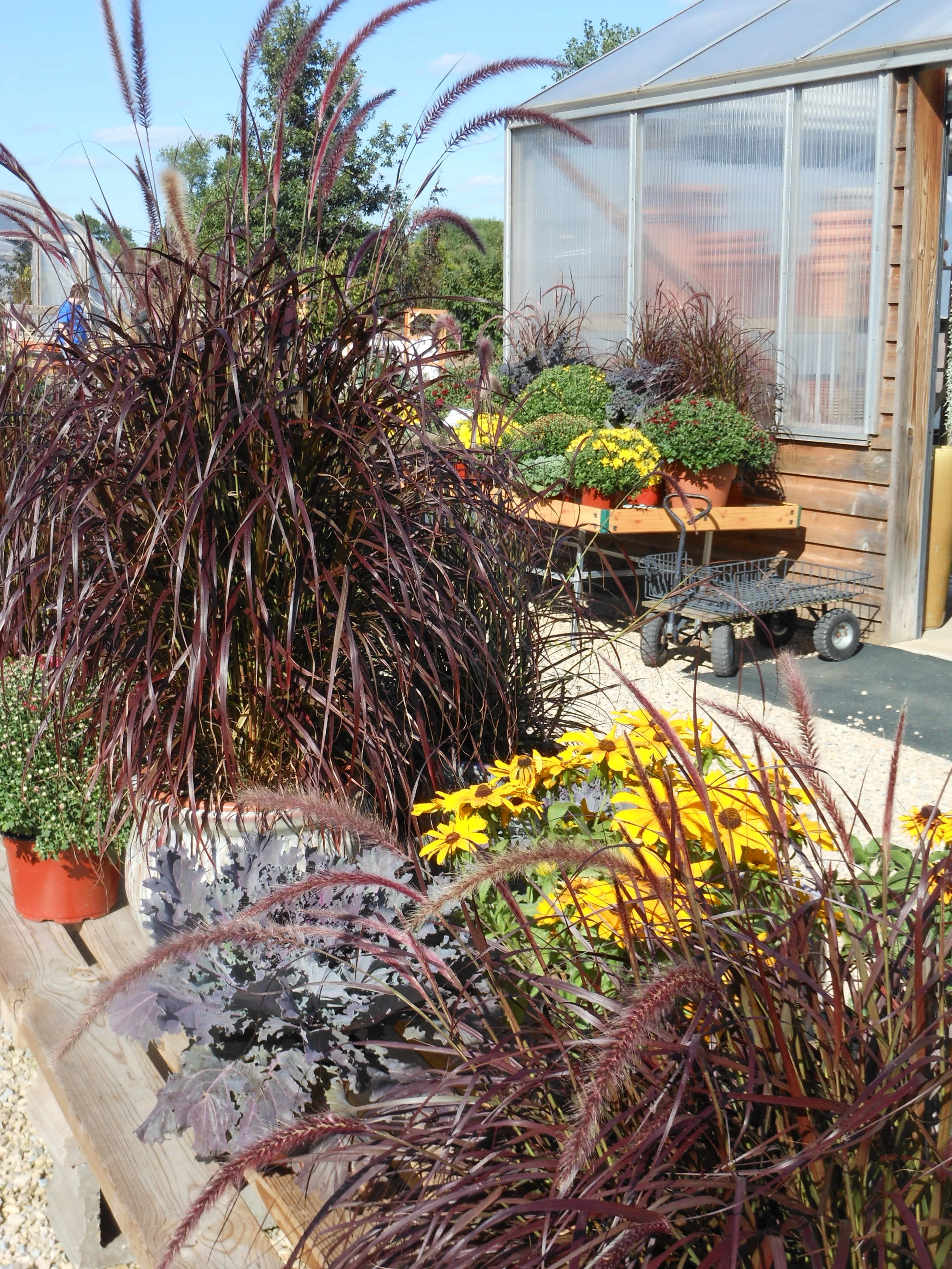 Our Seasonal Nursery — Schonheit Gardens