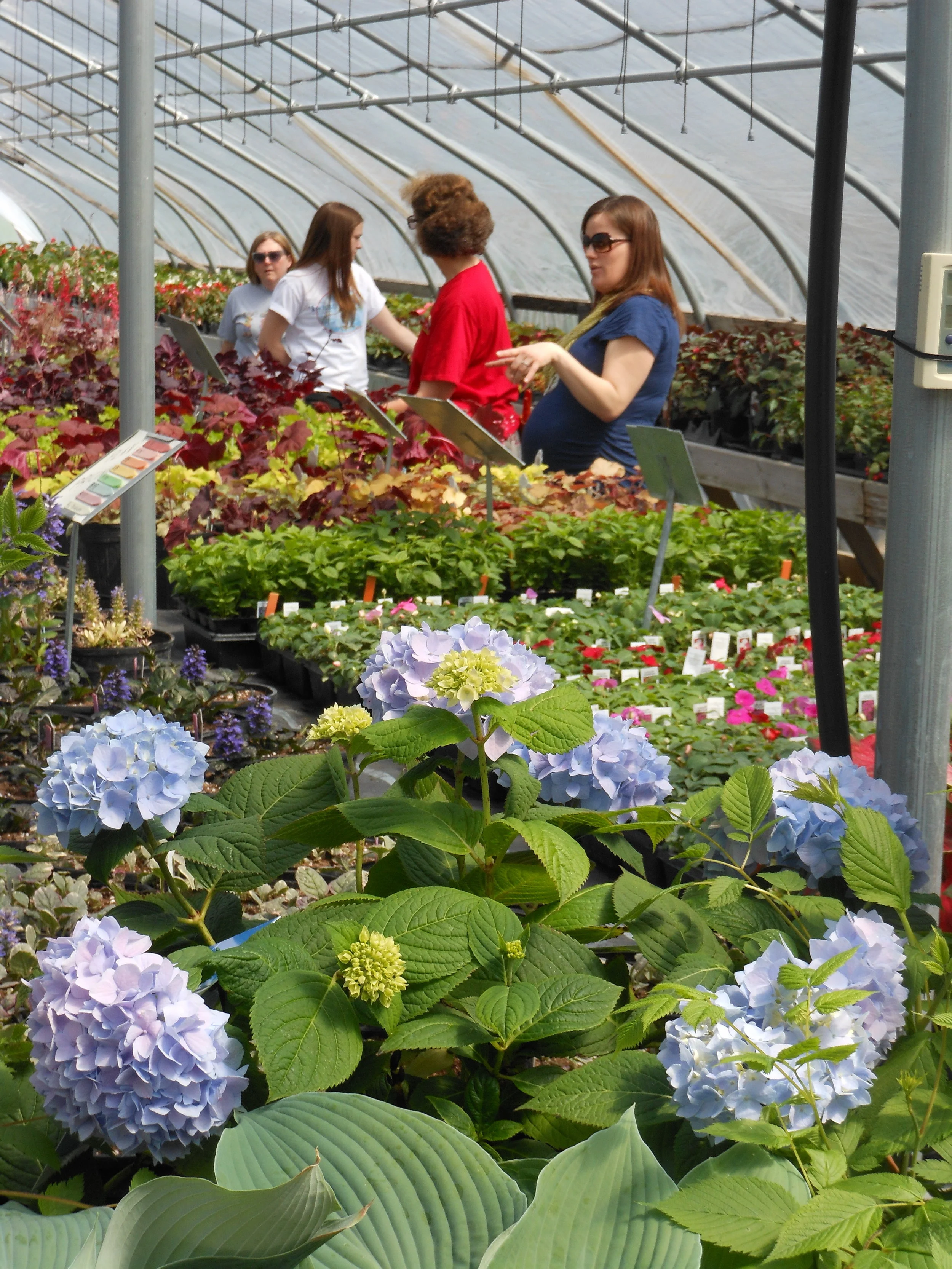 Our Seasonal Nursery — Schonheit Gardens