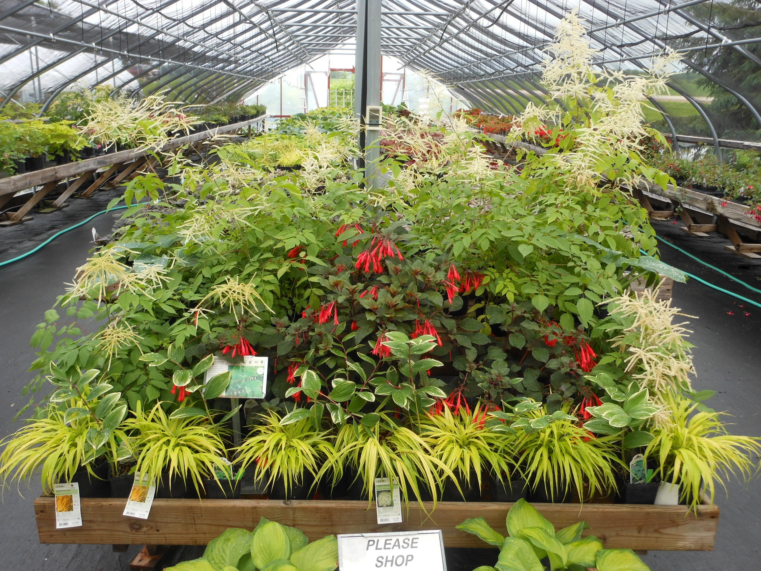 Our Seasonal Nursery — Schonheit Gardens