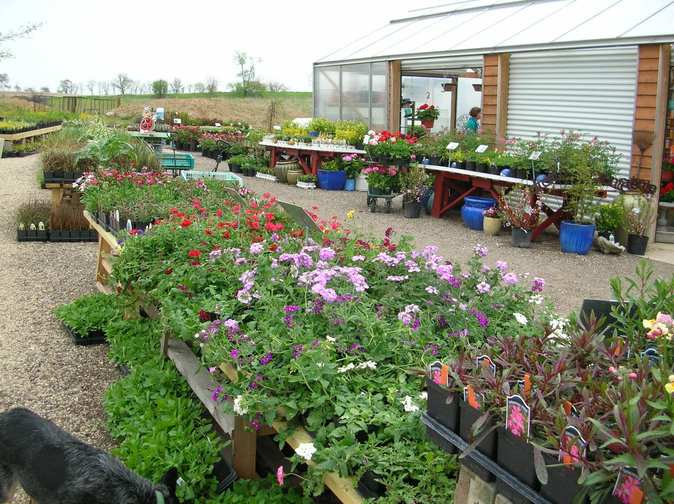 Our Seasonal Nursery — Schonheit Gardens