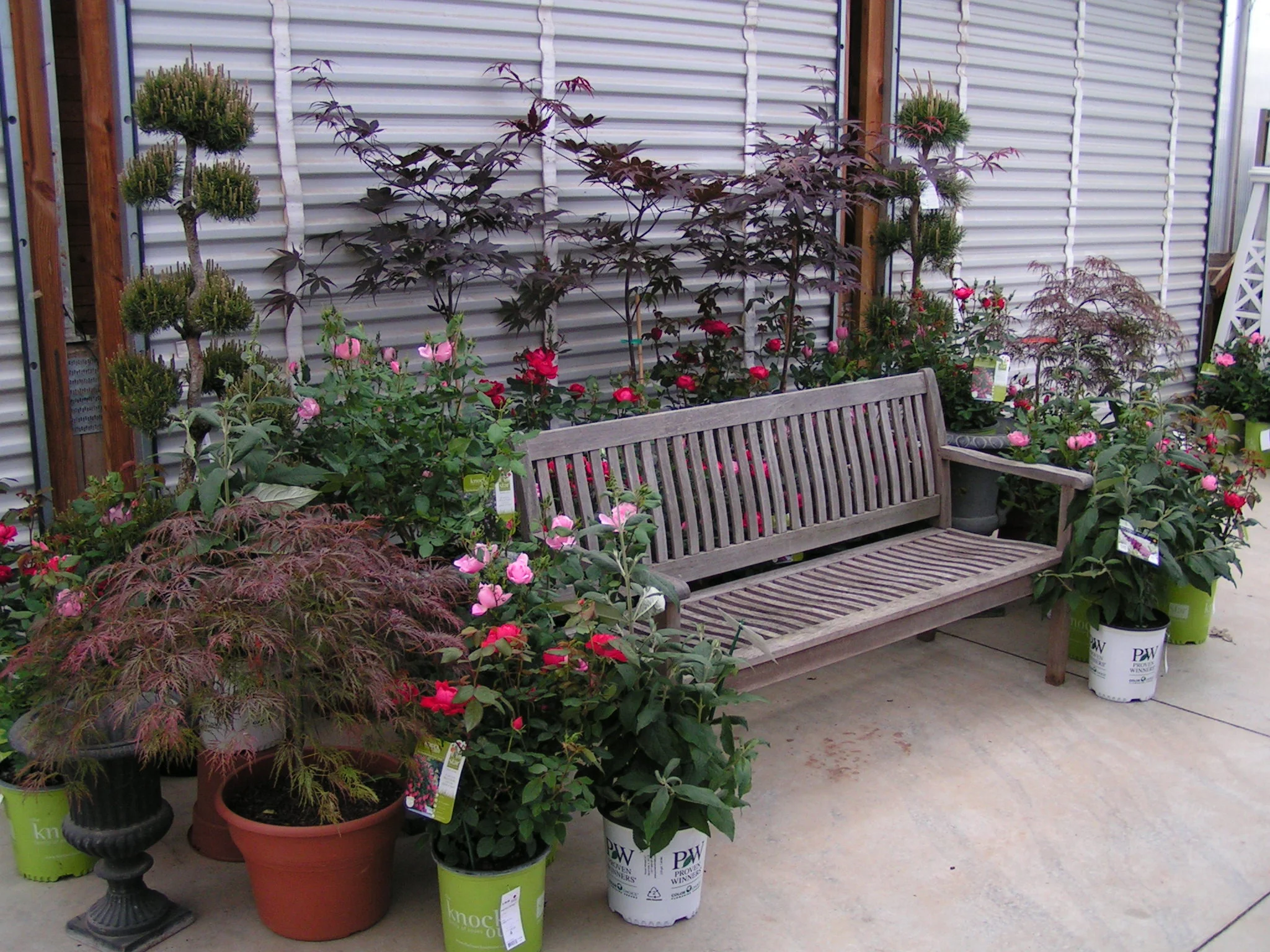 Our Seasonal Nursery — Schonheit Gardens