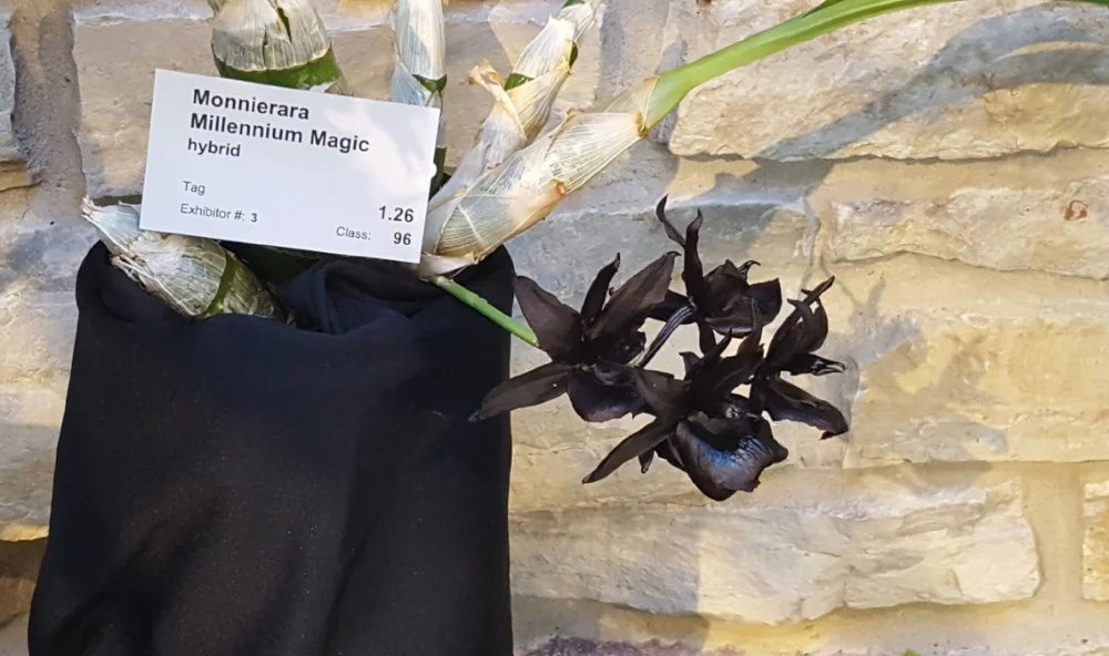 Madison Orchid Growers' Guild's annual orchid show
