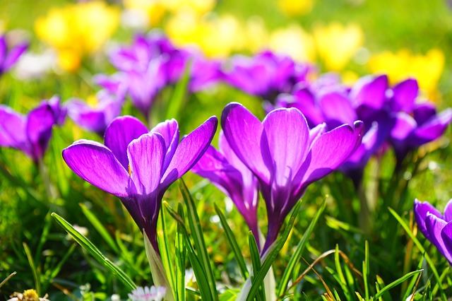 cocus, spring bulbs, wisconsin spring, early spring