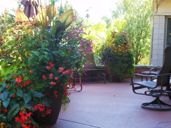 Summer annual flower container blog post from Schonheit Gardens in Sun Prairie, Wisconsin near Madison.