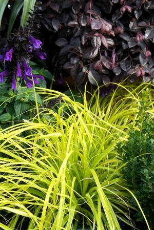 carex.jpg