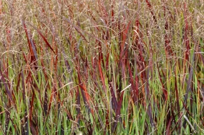 Panicum 'Blood Brothers'