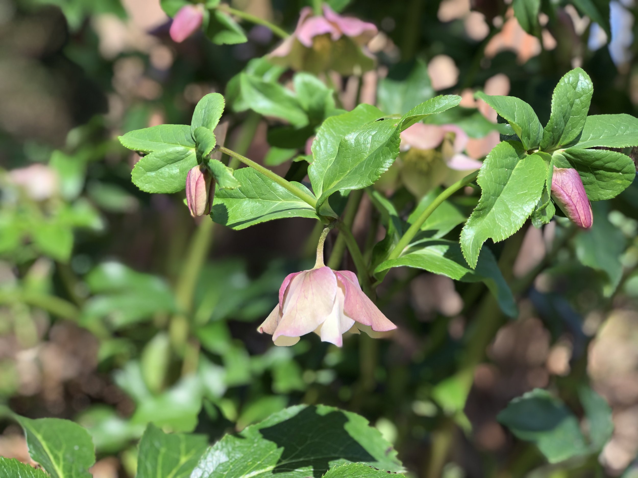 Lenten rose_Memphis Botanic garden 2020.jpg