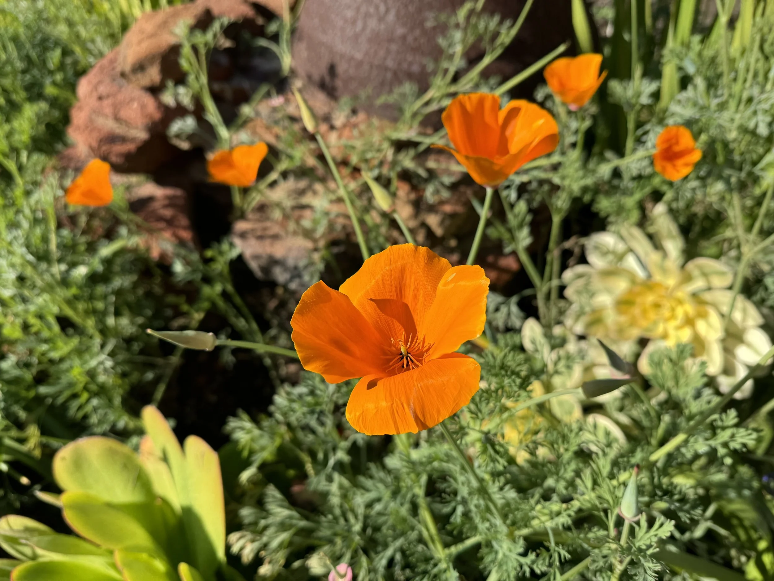 The Hospital Handbook Project Fall 2021 to Dec 2023 