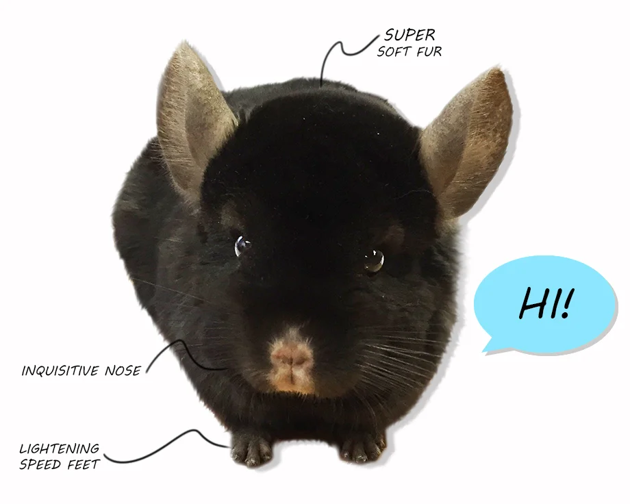 Last but far from least, a Chinchilla! Ok, maybe you won’t add this one to your list, but you’re missing out. Chi Chi, the Empire Chinchilla is a very necessary and much-loved addition to our list of design (and company) needs. It’s important to take a break every now and then, and we can’t think of a better way to spend our down time.