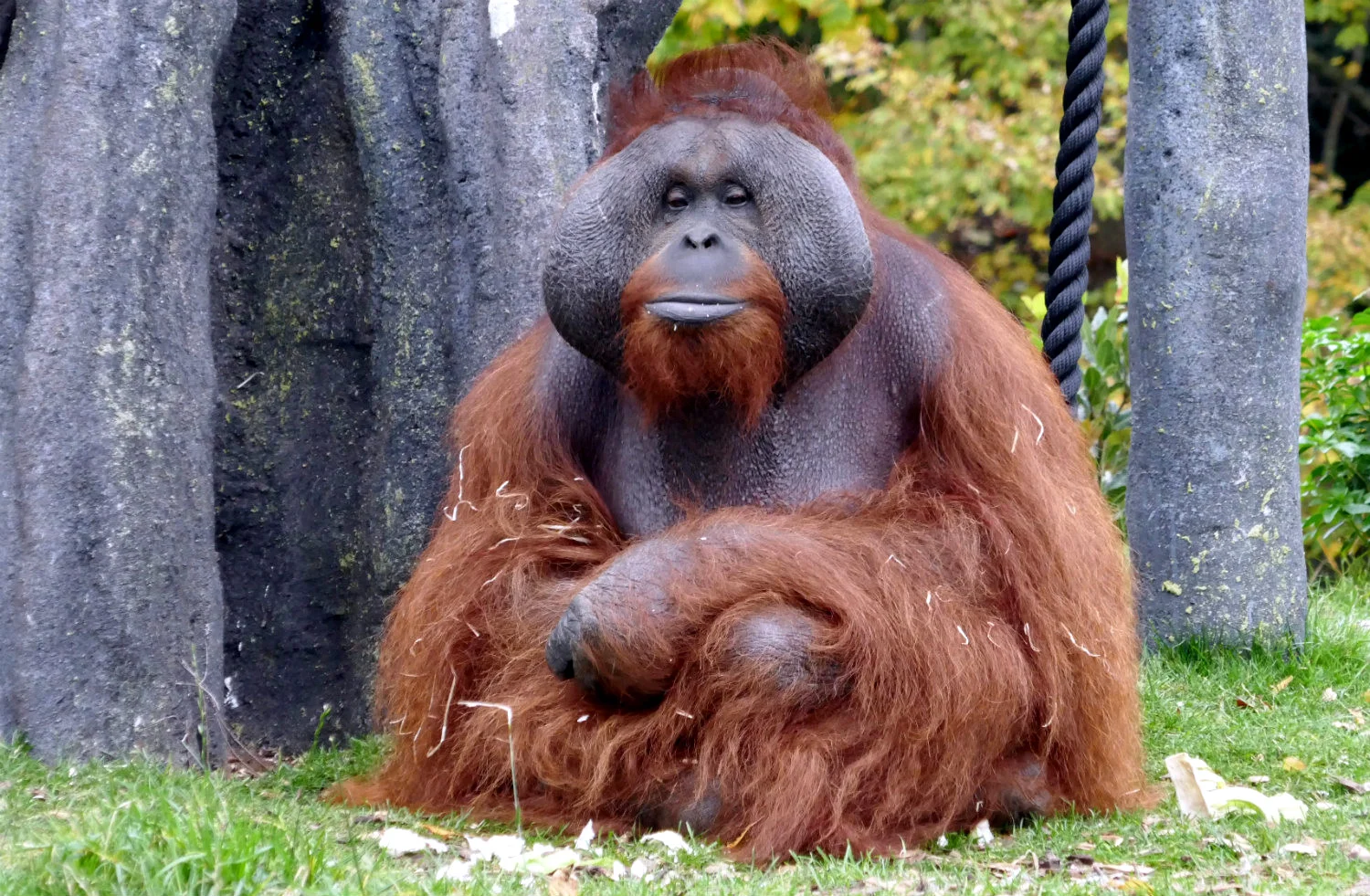 Orangutan, Dublin Zoo, Dublin