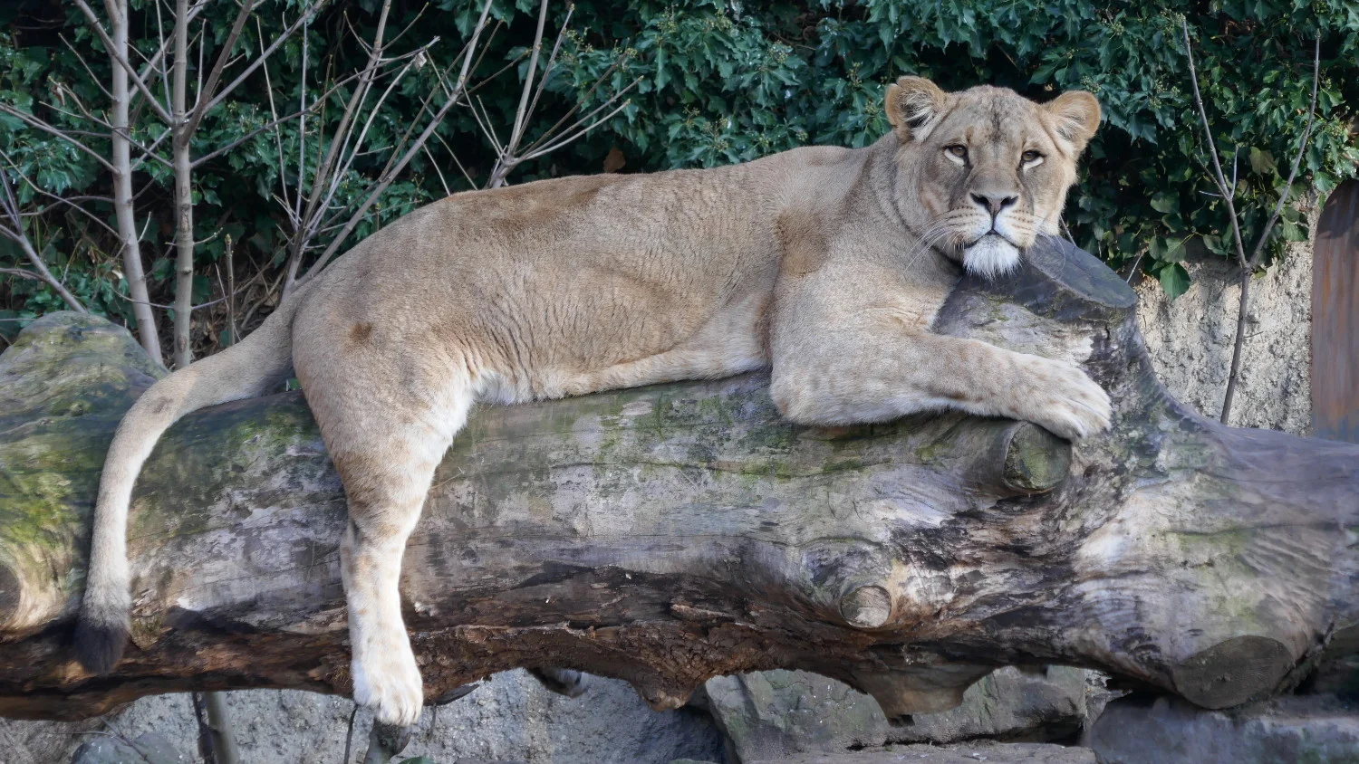 Lion, Amsterdam Zoo, Amsterdam, Netherlands