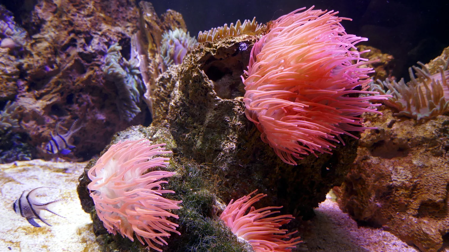 Pink Rose Bubble Tip Sea Anemone, Chester Zoo, Chester, United Kingdom