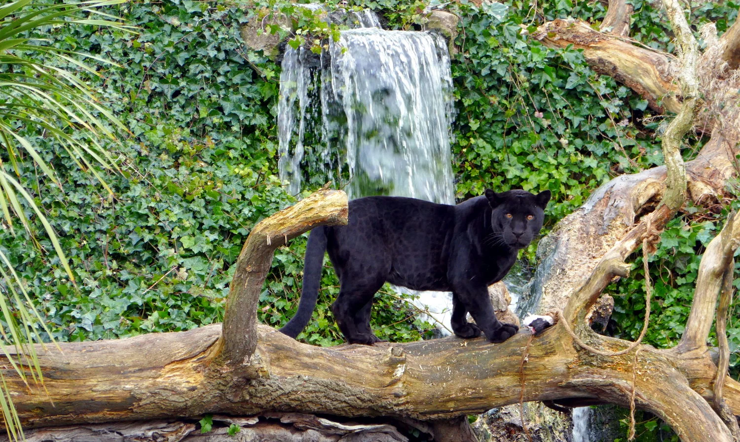 Black Panther, Chester Zoo, Chester, United Kingdom