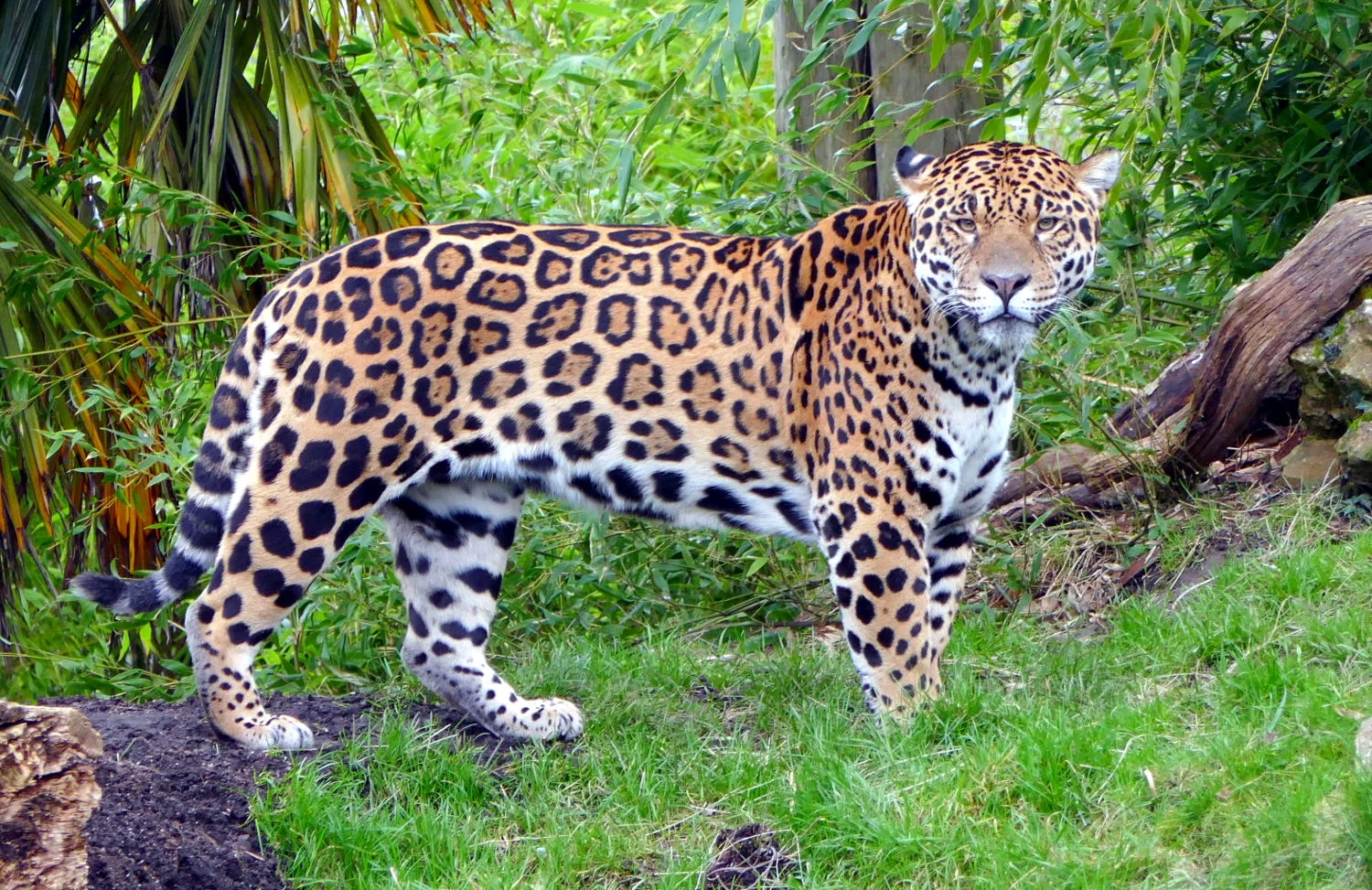 Jaguar, Chester Zoo, Chester, United Kingdom