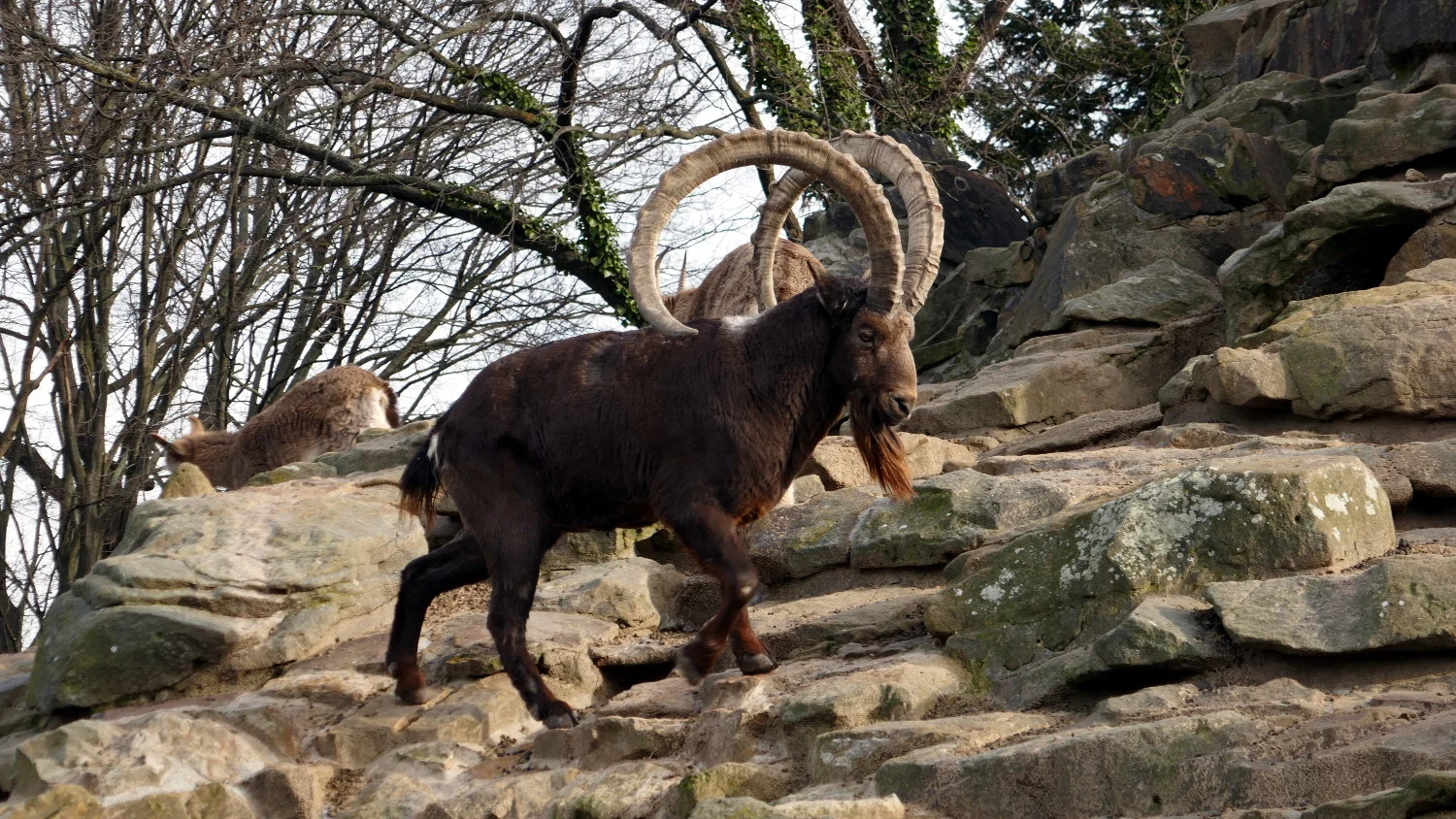 Berlin Zoo, Berlin, Germany