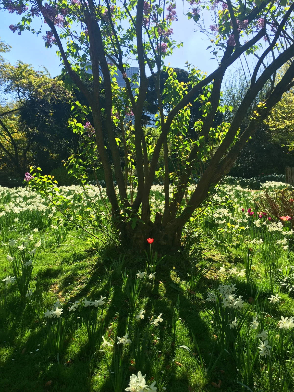 Red Tulip, Botanical Garden of Brussels, Brussels, Belgium