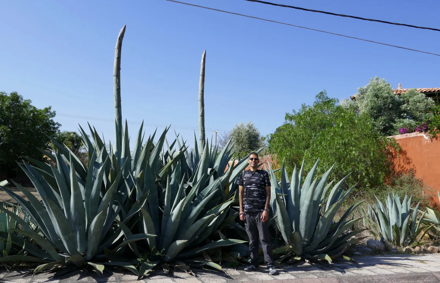 Sergio and Maguey Cactus, San Miguel de Allende, Guanajuato, Mexico