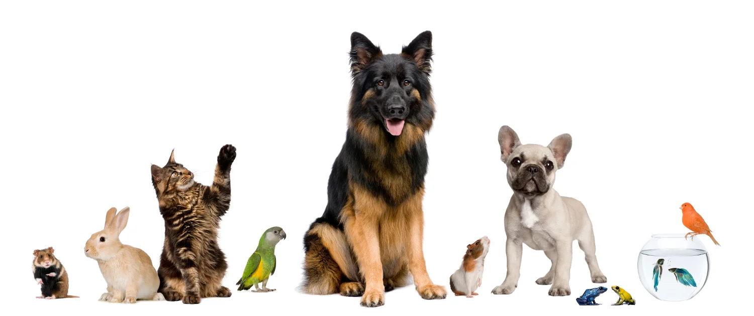 screw_the_average_find_the_perfect_house_sitting_job_too_many_pets.jpg